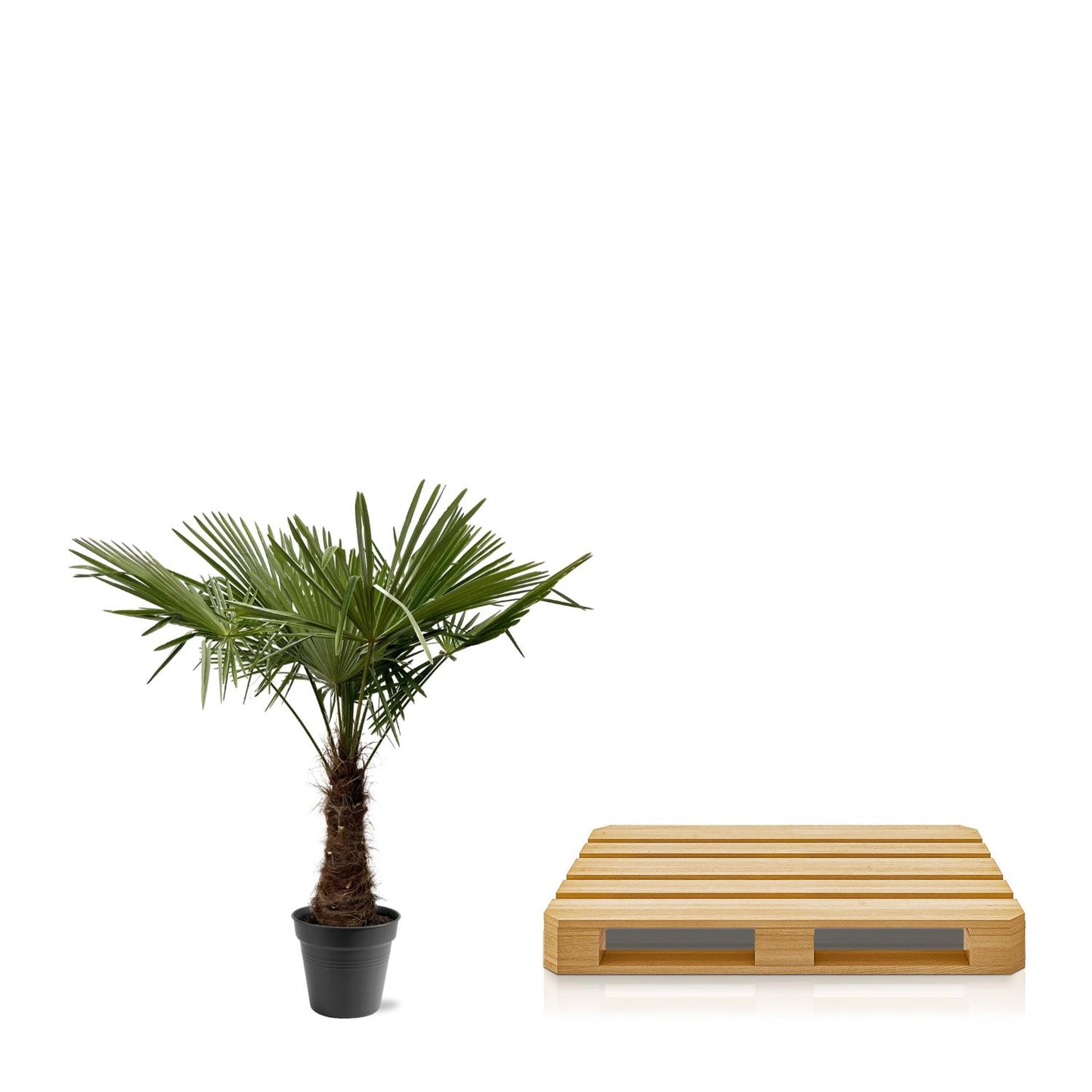 Trachycarpus Fortuneii - 220 - 240cm - Ø45
