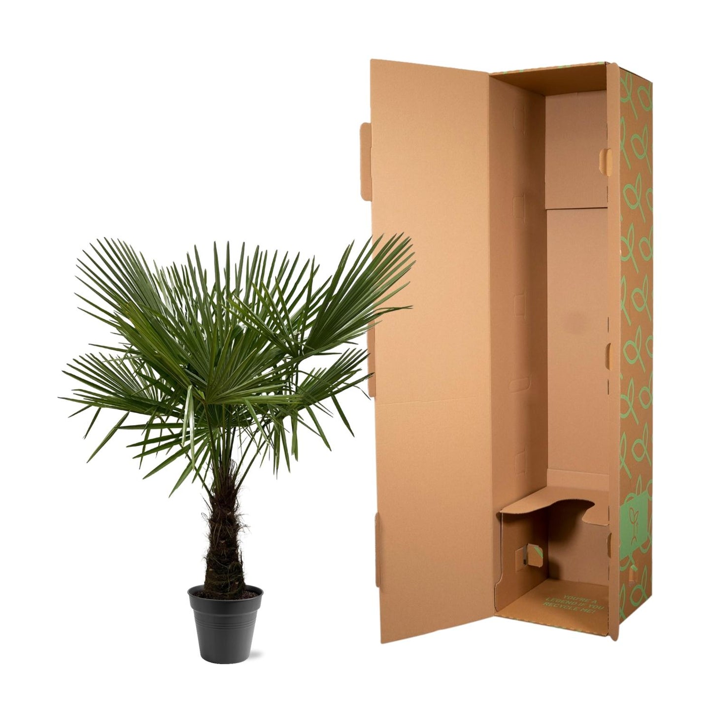 Trachycarpus Fortuneii - 160-180cm - Ø30