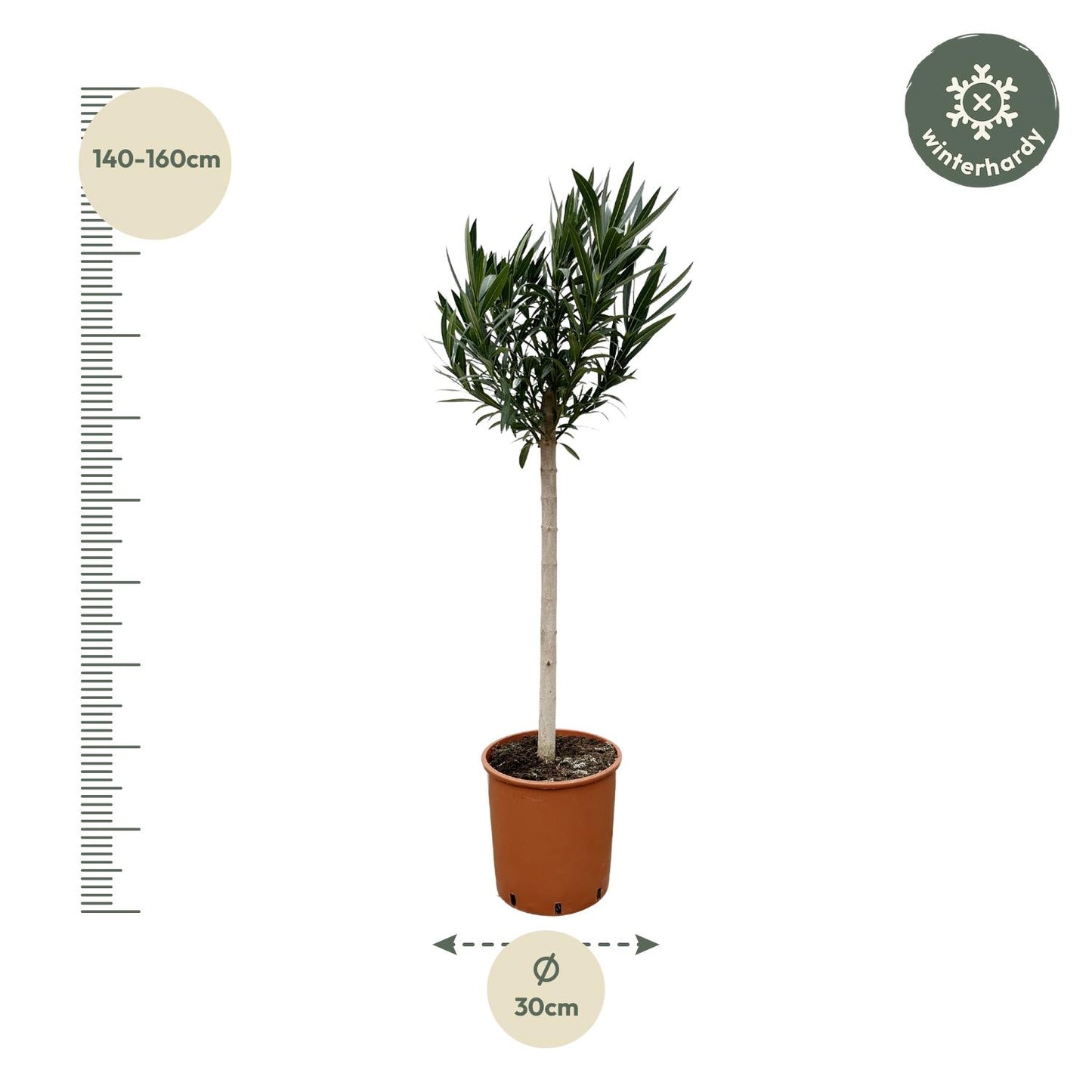 Nerium Oleander op stam met rode bloem - 170cm - Ø30