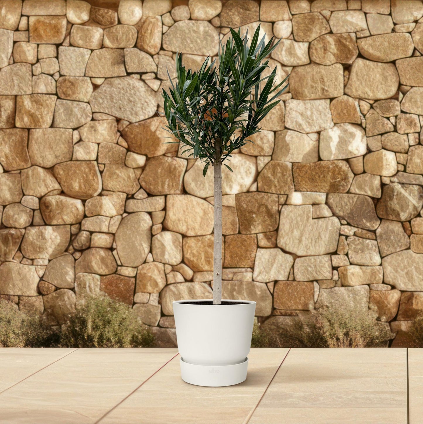Nerium Oleander op stam met rode bloem - 170cm - Ø30